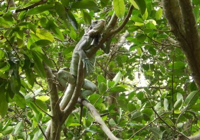 Forêt amazonienne