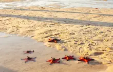 Starfish Beach