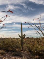 Cactus Garden Dr