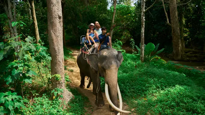 2_Elephant Interactions in Koh Samui