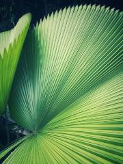 Palm Garden, South China Botanical Garden