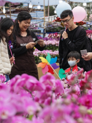 2025香港年宵花市