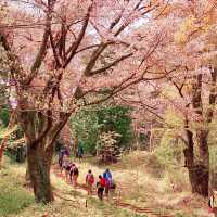 高尾山から小仏城山までの桜