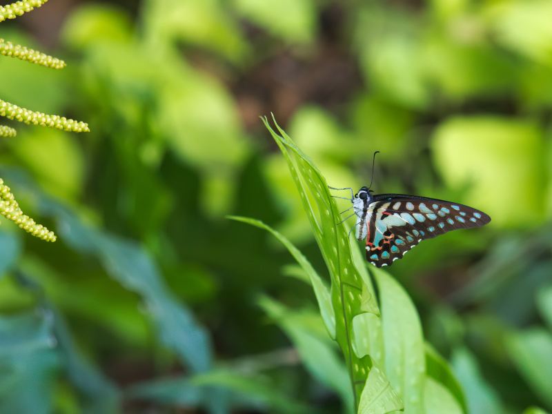 Kuala Lumpur Butterfly Park