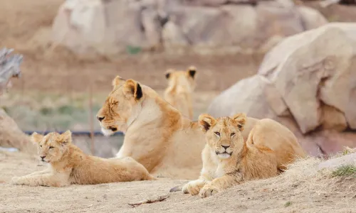 デンバー動物園