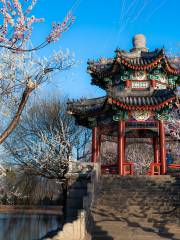 Beijing Apricot Blossom Viewing