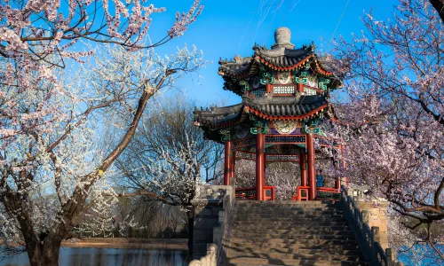 Beijing Apricot Blossom Viewing