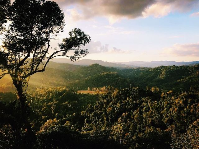 Laotian jungle 