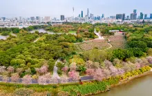 Haizhu Wetland