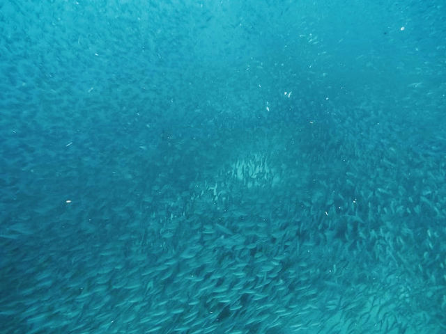 Moalboal sea turtle and sardine run