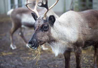 Zoológico de Alaska