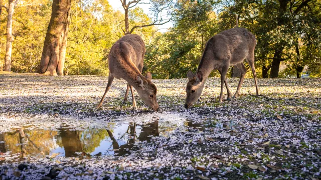 奈良公園