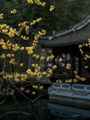 Shanghai Appreciation of Plum Blossoms