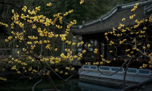 Shanghai Appreciation of Plum Blossoms