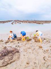 Clam Digging in Xiamen