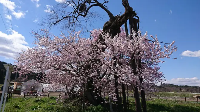 米沢の千歳桜