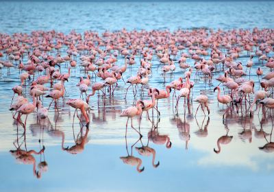 Lake Nakuru National Park