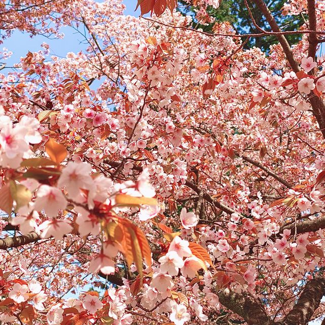 高尾山から小仏城山までの桜