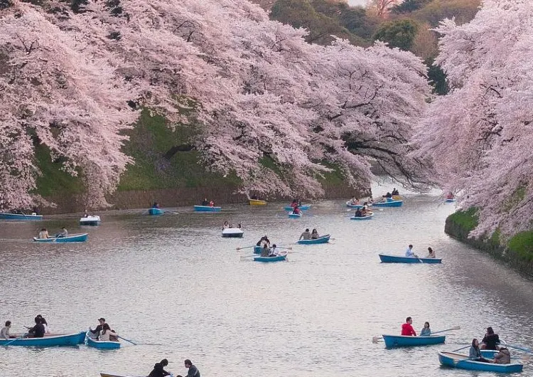 2023年桜の開花情報｜花見を楽しむおすすめスポット200選