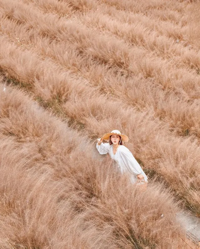 【芒草季懶人包】網美打卡！精選全台11個賞芒草景點，秋高氣爽出遊去！