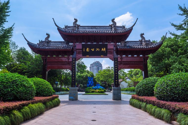 Evergreen in Xiuhu Park, Yiwu