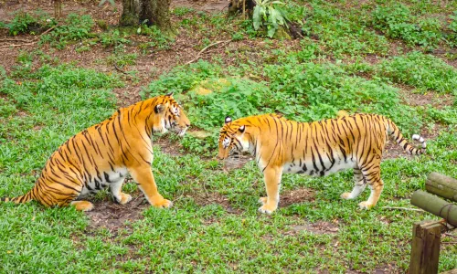 Johor Zoo