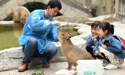 World Natural Heritage Giant Panda's Habitat In Sichuan