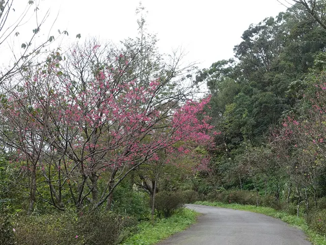 【櫻花季】粉紅大爆發，新北13處賞櫻勝地推薦打卡熱點一次看