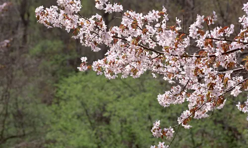 Cherry Blossom Viewing in Sapporo