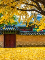 Ginkgo Trees in Seoul