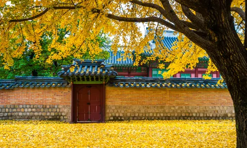 Ginkgo Trees in Seoul