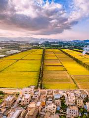 Doumen Wushan Village Rapeseed Flowers