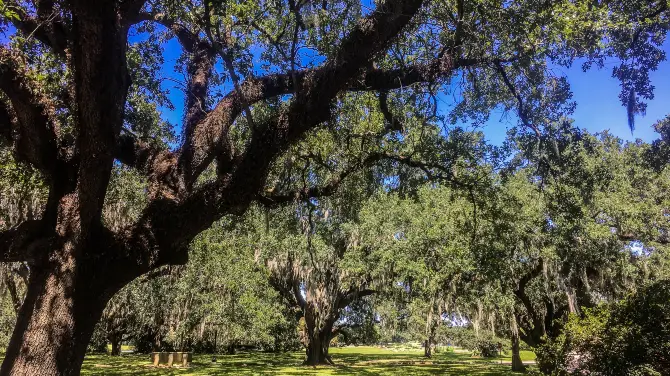 4_Oak Alley Plantation