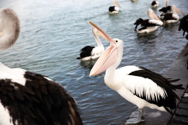 14 Amazing Wildlife Encounters in Sydney and New South Wales