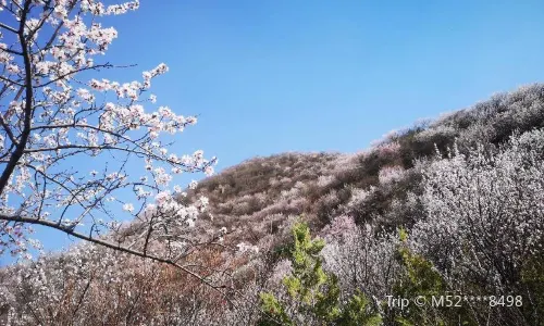 Peach Blossom Viewing in Beijing