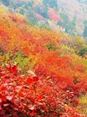 Xiangshan Red Leaf Festival