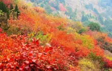 Xiangshan Red Leaf Festival