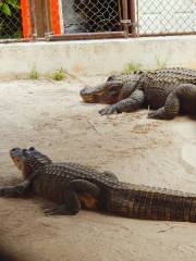 Wild Florida Airboats & Gator Park