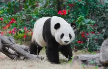 廈門靈玲動物王國