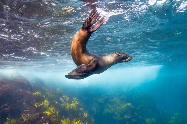 14 Amazing Wildlife Encounters in Sydney and New South Wales