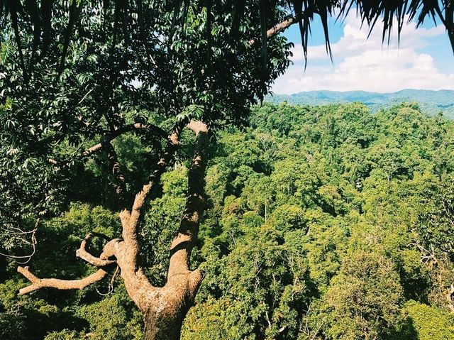 Laotian jungle 