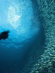 Diving in Cebu