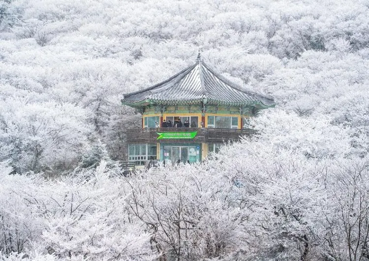 겨울에만 느낄 수 있는 설경, 국내 눈꽃 명소 ❄