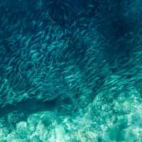 Moalboal Sardine Run