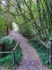 Hokitika glowworm cave