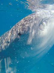 Taug Whale Shark Watching and Snorkeling