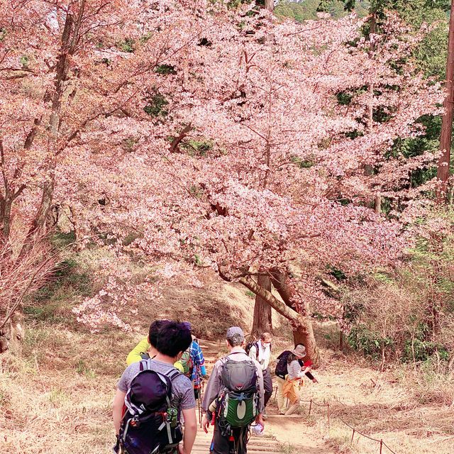 高尾山から小仏城山までの桜