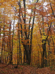 Dakedai Nature Observation Woods