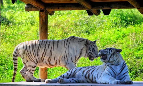 Taiyuan Zoo