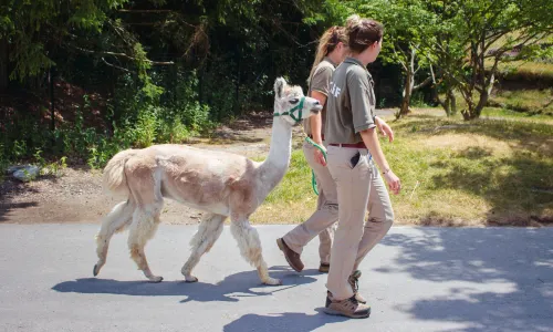 Toronto Zoo